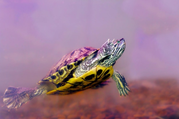 het beeld op de addertje onder het gras amfibieën schildpad onderwater