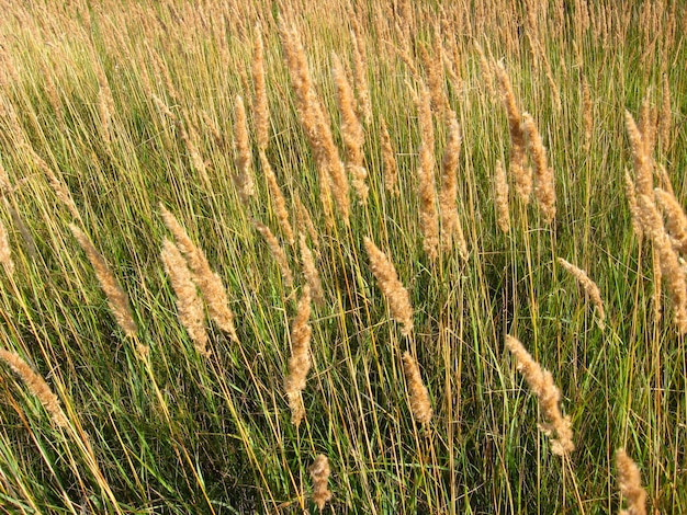 Het beeld van drijfbomen van hoog groen gras