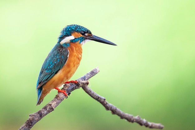 Het beeld van gemeenschappelijke ijsvogel (Alcedo-atthis) streek op een tak neer. Vogel. Dieren.