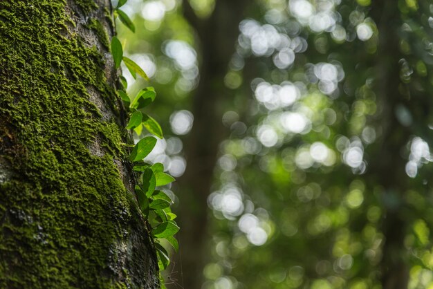 Het beeld van overvloedige natuurlijke hulpbronnen. Op de werelderfgoedlocatie Dong Phaya Yen