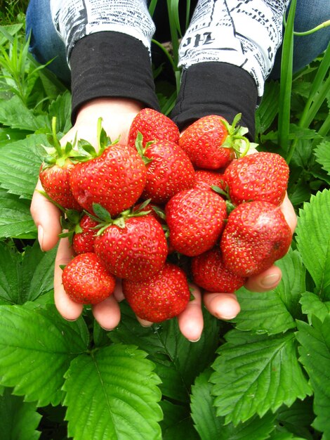 Het beeld van palmen vol aardbeien