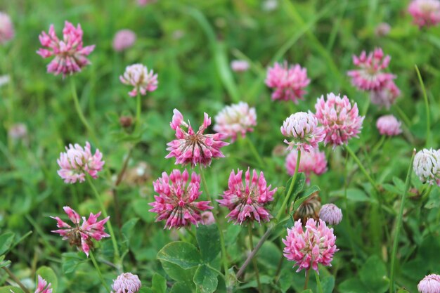 Het beeld van roze klaverbloemen