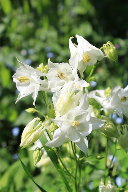 Het beeld van veel witte bloemen