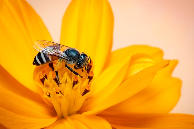 Het beeld van weinig bij of de dwergbij (floris Apis) op gele bloem verzamelt nectar