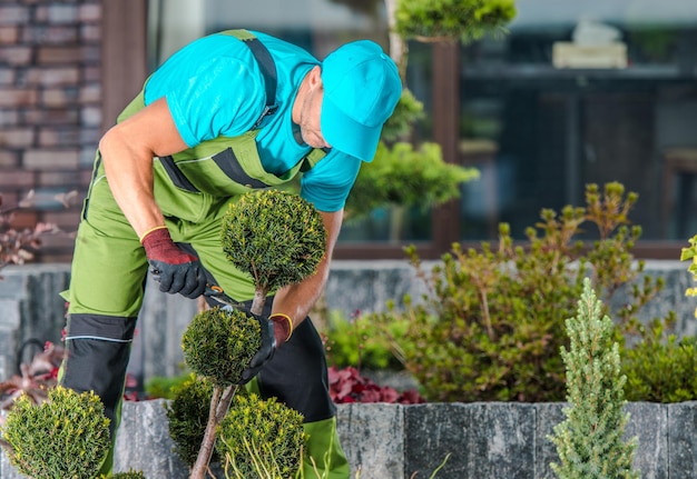 Het behoud van de vorm van tuinbomen