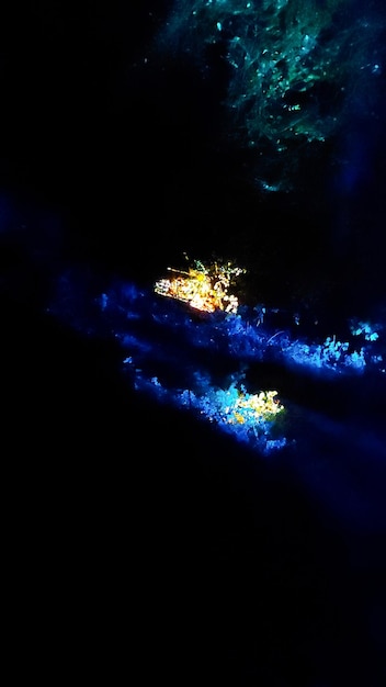 Foto het betoverde bos verlicht door lichtgevende vlinders