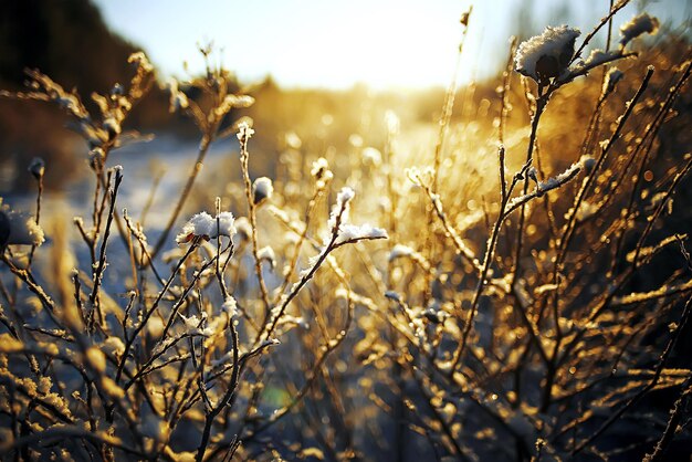 Het bevroren gras in de vorst