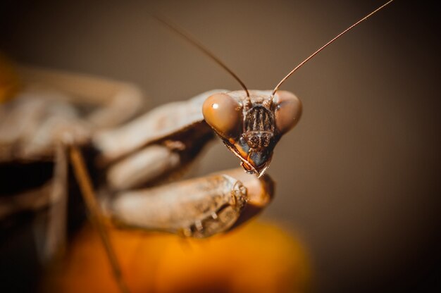 Het bidden van Mantis Portret