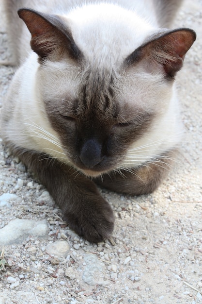 Het binnenlandse katten bruine kleur ontspannen op grond