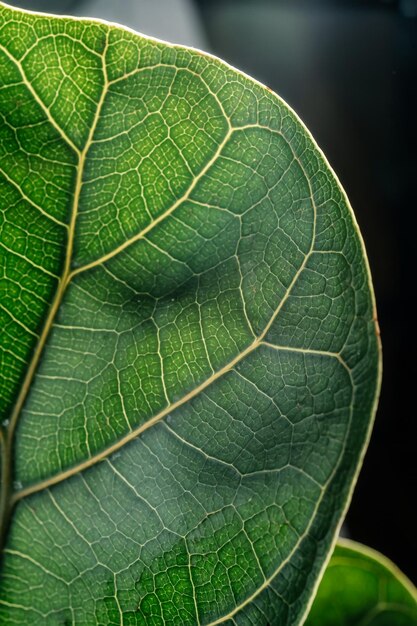 Foto het blad van de huisplant is dichtbij.