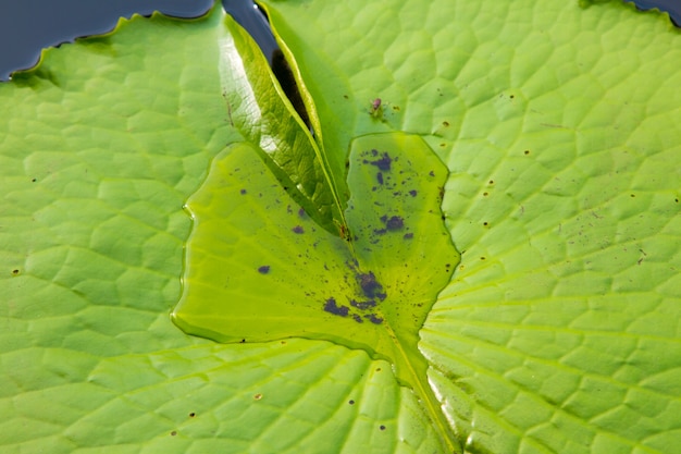 Foto het blad van lotus op de buitenlucht