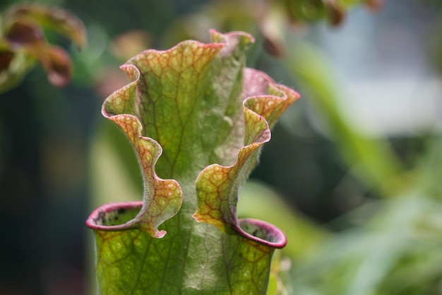 Het blad van sarracenia, een roofdierplant die op insecten jaagt