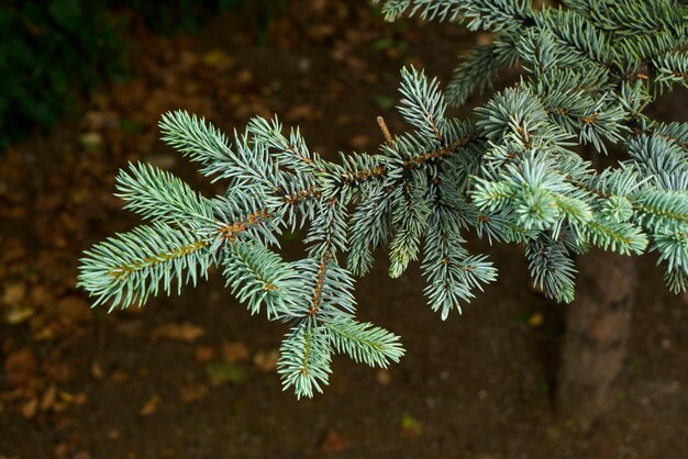 Foto het blauwe detail van pijnboomtakken