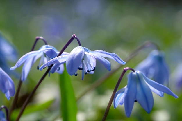 Het blauwe sneeuwklokje