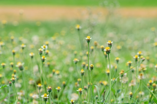 Het bloeien van grasbloemen en vage achtergrond met zonneschijn in de ochtend.