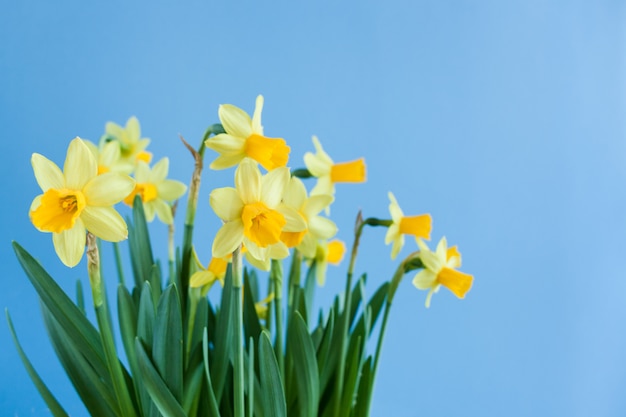 Het boeket van de lentepasen van gele gele narcissen op blauwe achtergrond met exemplaarruimte.