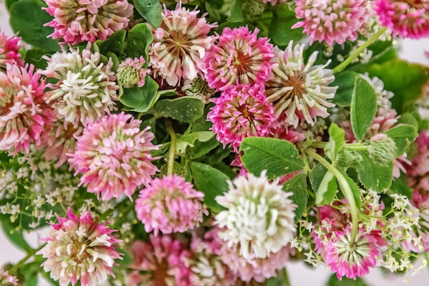 Het boeket van roze klaver bloeit bloemenachtergrond