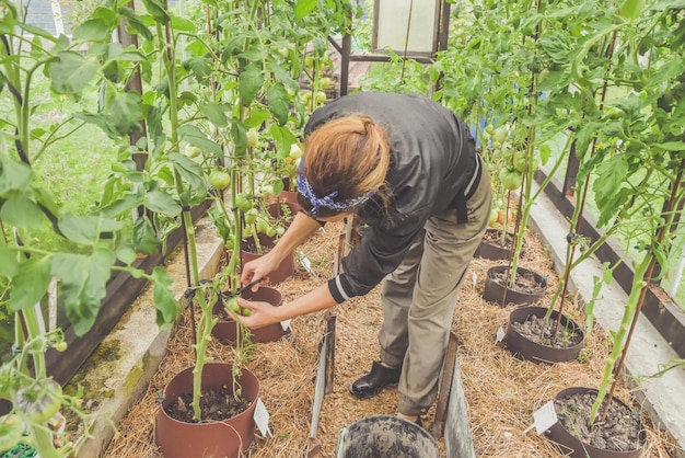 Het boerenmeisje snijdt tomaten in kassen tijdens het oogstseizoen