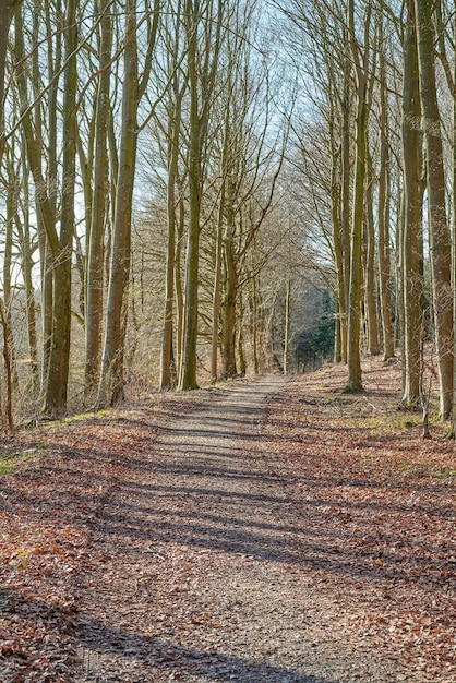 Het bos Het bos in de late winter vroege lente