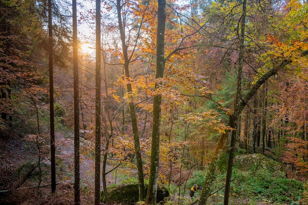 Het bos in de herfst