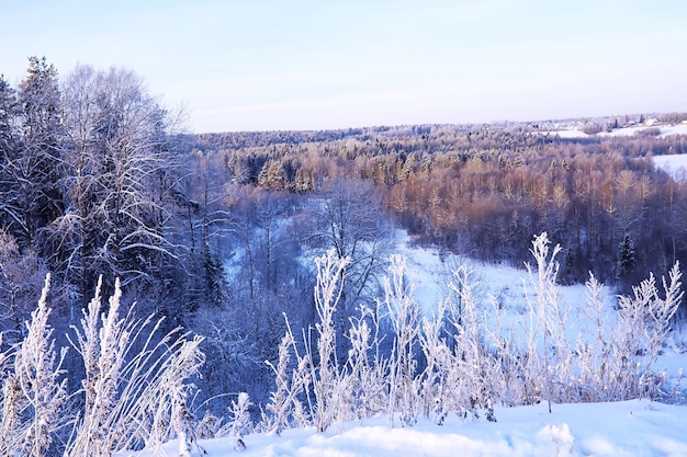 Het bos is bedekt met sneeuw Vorst en sneeuwval in het park Winter besneeuwd ijzig landschap