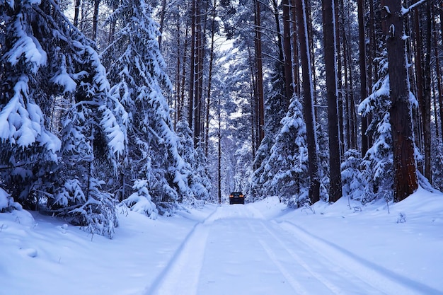 Het bos is bedekt met sneeuw vorst en sneeuwval in het park winter besneeuwd ijzig landschap