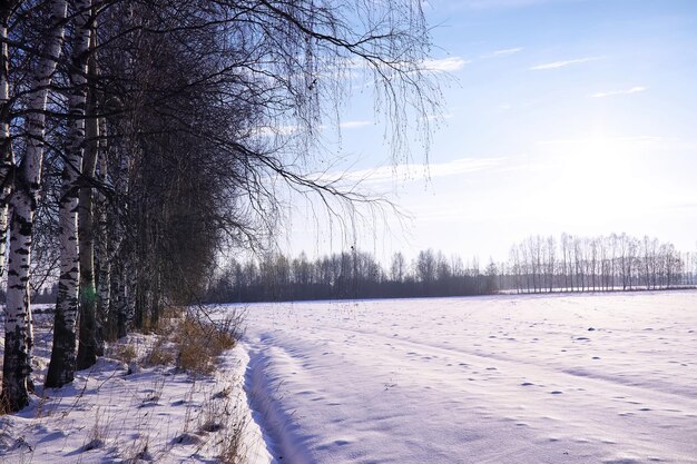 Het bos is bedekt met sneeuw Vorst en sneeuwval in het park Winter besneeuwd ijzig landschap