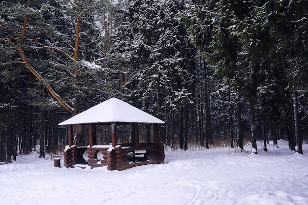 Het bos is bedekt met sneeuw Vorst en sneeuwval in het park Winter besneeuwd ijzig landschap