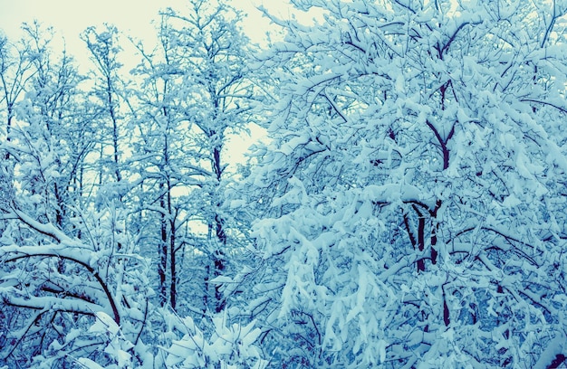 Het bos is in de winter bedekt met sneeuw Sneeuwbos in het daglicht Winter natuurlijk landschap