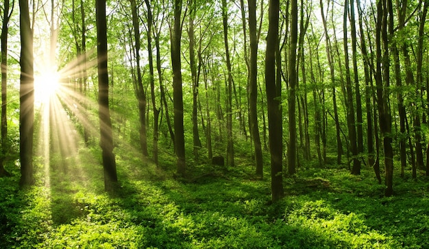 Het bos resoneert met leven als het zonlicht door de bladeren danst.