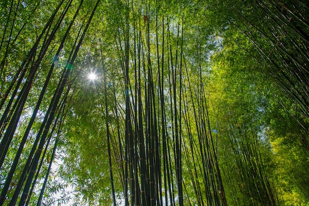 Het bos van de bamboetuin, chiang mai, thailand