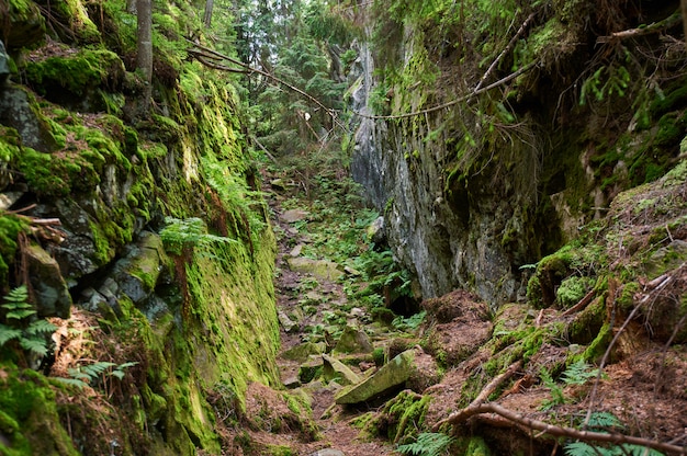 Het bos van het wildernislandschap met rotsen, sparren en mos