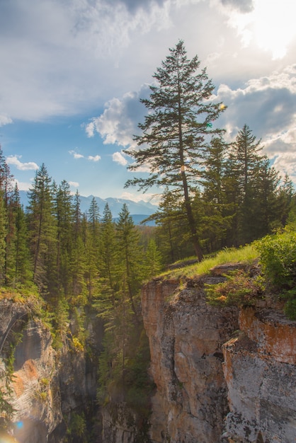 Het boslandschap van Canada met een boom in Alberta, Canada