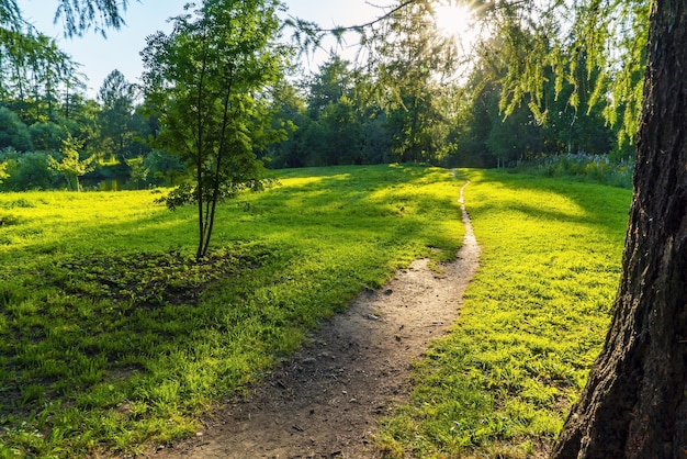 Het bospad komt uit op een zonnige open plek in de regio Vsevolozhsk Leningrad