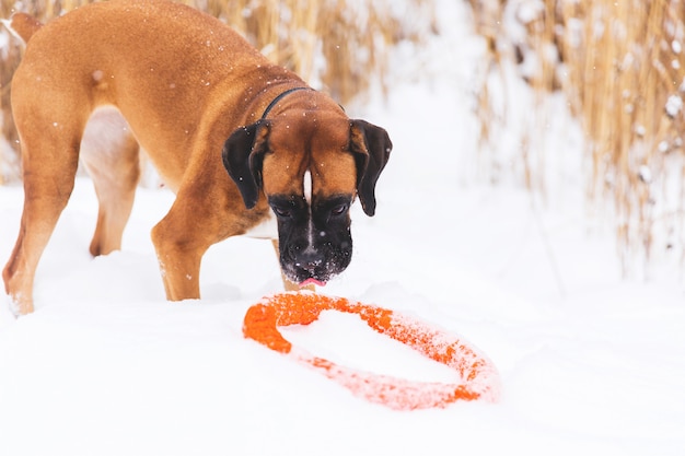 Het bruine pedigreed hond spelen met oranje cirkelstuk speelgoed op het sneeuwgebied. Bokser