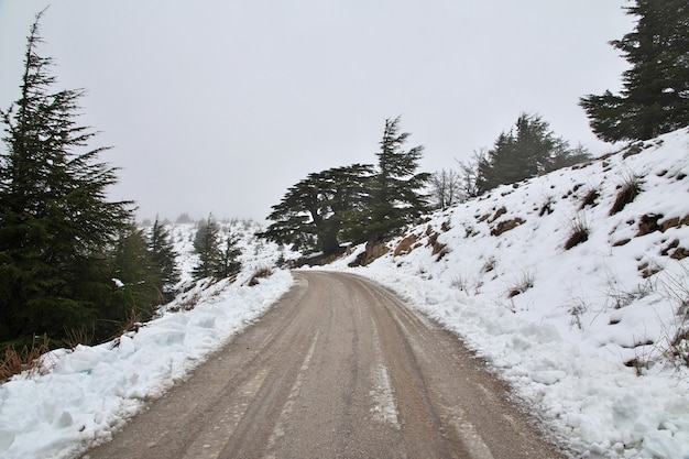 Het cederbos in bergen van Libanon