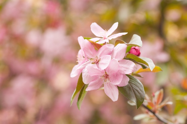 Het chinese bloeiende krab-appel bloeien. roze knop op een appelboomtak in de lentebloei.