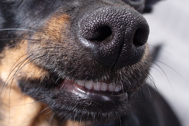 Het close-up, de neus en de glimlach van de hond