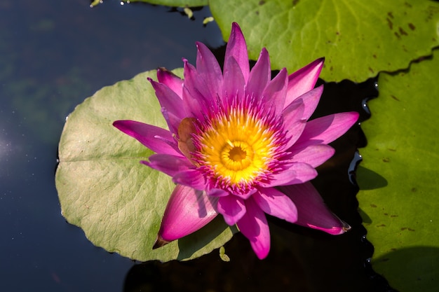 Het close-up van lotusbloem of waterlily bloeit op de vijver bij zonnige dag.