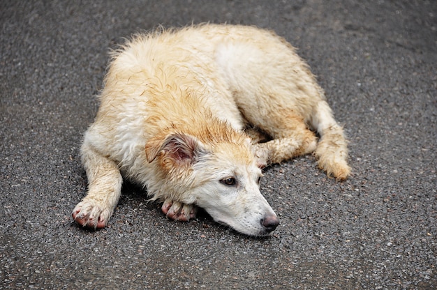 Het concept dakloze dieren