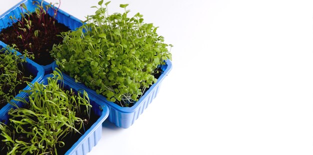 Het concept om thuis vegetarisch voedsel te kweken. Rucola, rode biet, spinazie jonge microgreen in plastic bakjes op een witte achtergrond.