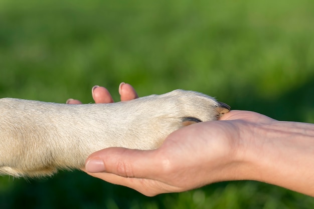 Het concept van dierenliefde voor mensen