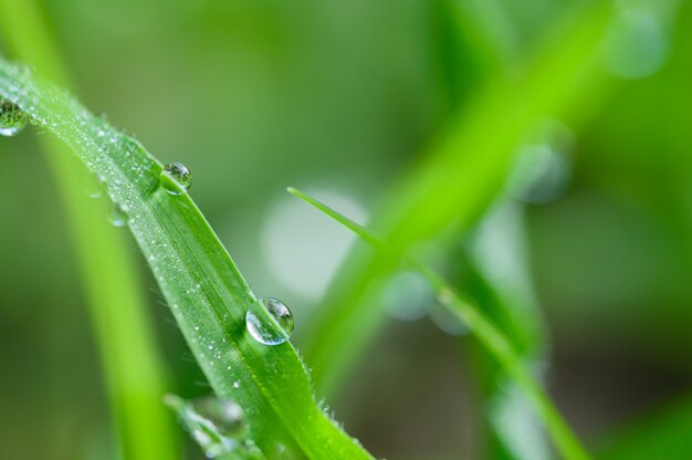 Het concept van liefde voor de wereld groene omgeving Waterdruppels op de bladeren Wazig bokeh achtergrond