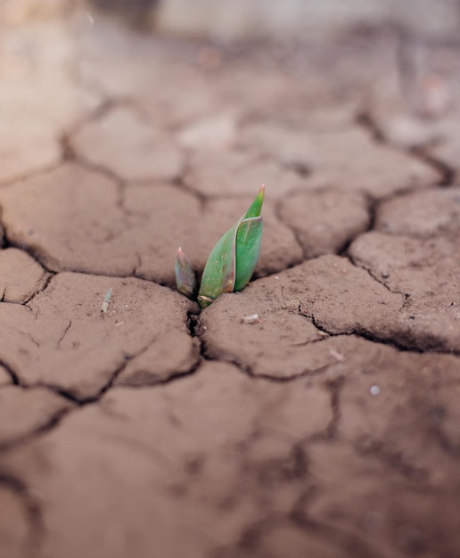 Het concept van milieuherstelDe groei van zaailingen op gebarsten grond in het droge seizoen Opwarming van de aarde veroorzaakt klimaatverandering waterschaarste