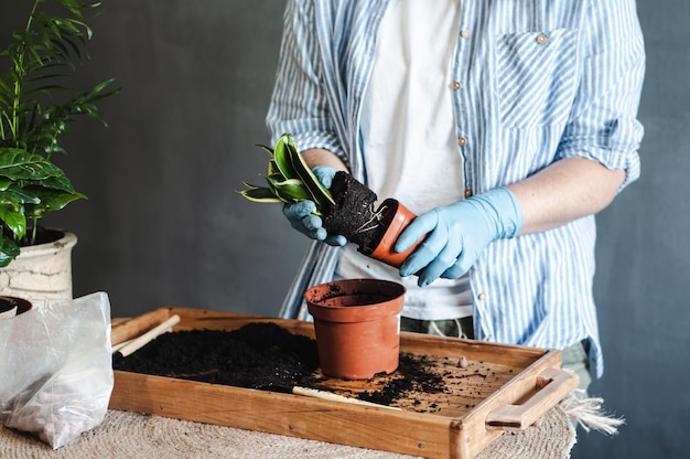 het concept van zorg voor kamerplanten, een meisje zonder gezicht, een pot sansevieria overplanten op