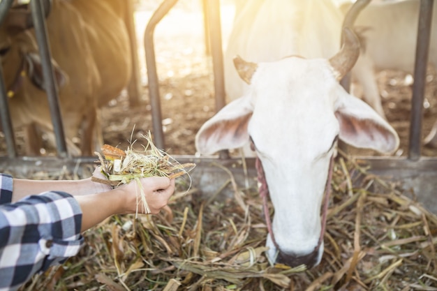 Het dagelijkse leven voor landbouwer met koeien op het platteland voedend vee in kleine boerderij.