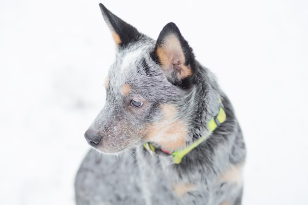 Het droevige puppy van de genezer zit in de sneeuwwinter. detailopname. australische herdershond en sneeuwval. hoge kwaliteit foto