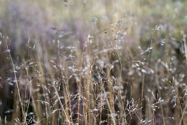 Het droge bloeiende gras met lange stelen voor een abstracte natuurlijke achtergrond