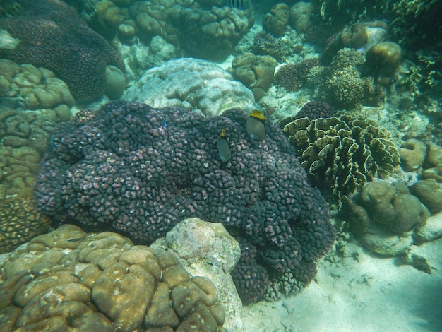 Het duiken op Socotra-eiland Indische Oceaan Yemen