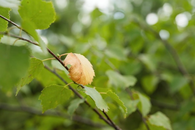 Het eerste gele blad aan de boom, de herfst komt eraan